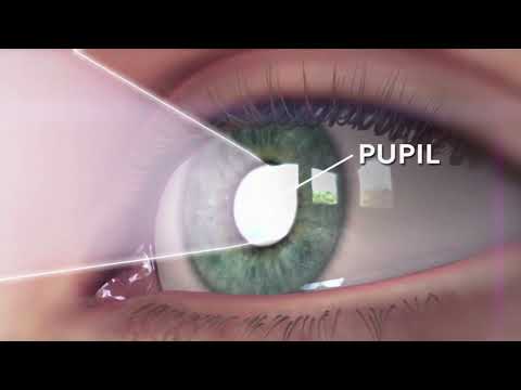 Understanding the Iris: Function and Health Implications