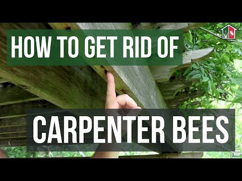 Carpenter Bee Stings: Effective Treatment and Prevention Tips
