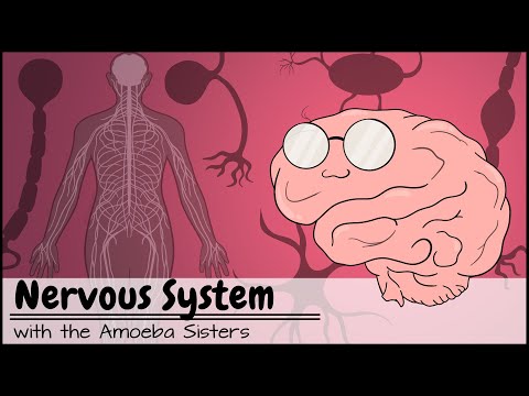 Understanding Nerves: How Many Are in the Human Body?