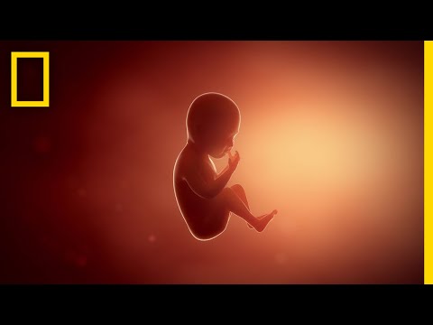 Understanding Conception and Pregnancy: The Journey Begins