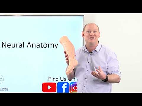 Understanding Lower Leg Anatomy: Key Insights for Health Care