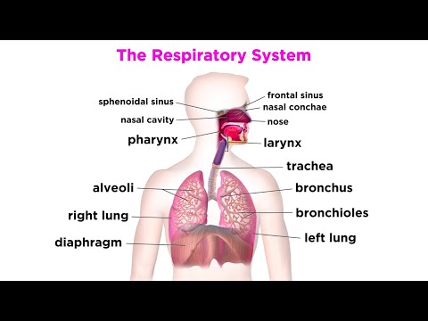 Breathe Deep: Anatomy and Functions of the Respiratory System