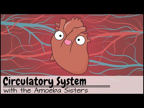 Heart Anatomy and Circulation: A Journey Through Life's Pump