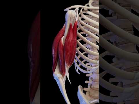 Biceps Unveiled: Anatomy, Role, and Healing Insights