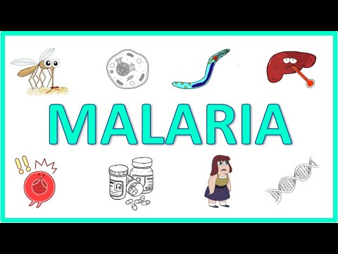 Understanding Malaria: Causes, Symptoms, and Diagnosis