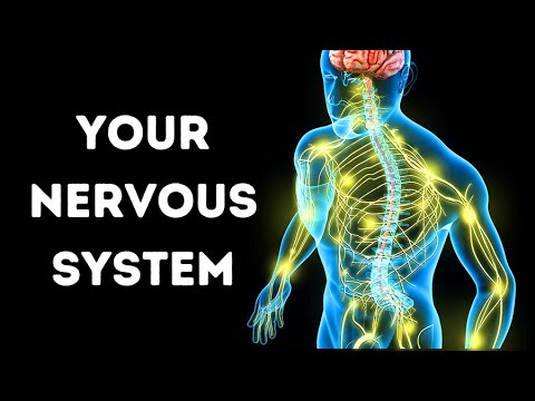 A Visual Journey Through Your Nervous System