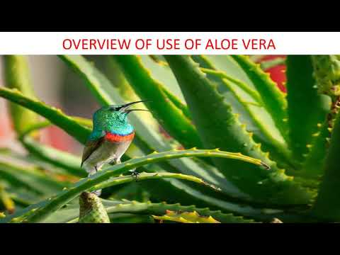 Aloe Vera for Your Face: 10 Benefits and What to Watch For