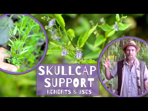 Understanding Skullcap: Benefits, Risks, and Proper Use