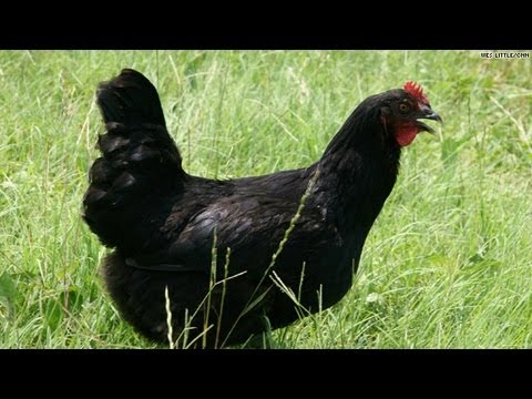 Understanding Free-Range Chicken and Its Health Benefits post thumbnail image