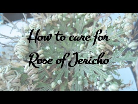 Rose of Jericho: Uses, Benefits, and Safety Tips