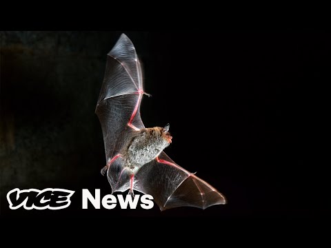Fact-Checking the Rumors: Did Bat Soup Cause COVID-19?