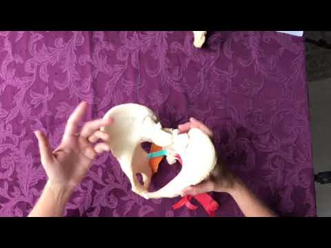 Understanding Sacrospinous Ligament: Anatomy and Care Insights