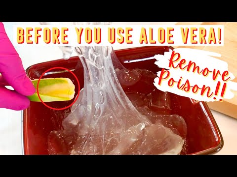 Creating Aloe Vera Gel for Skin Healing and Care at Home