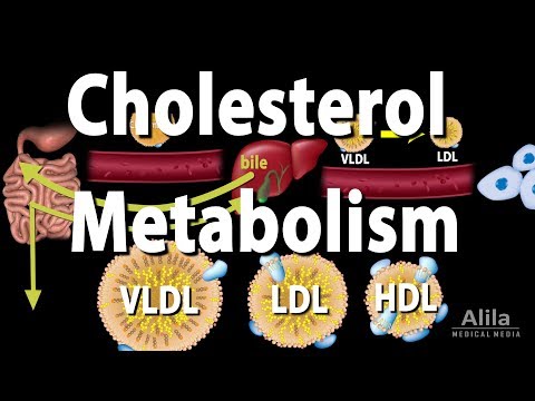 Demystifying Cholesterol: LDL, HDL, and Total Explained