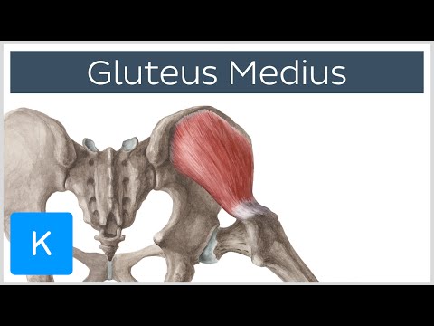 Understanding Gluteus Medius: Function and Care Essentials