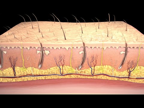 Understanding Skin Grafts: Purpose, Types, and How They Work