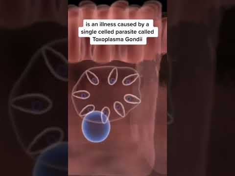 Recognizing and Addressing Toxoplasmosis Infections